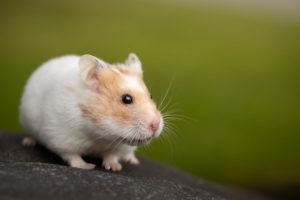 cage pour hamster