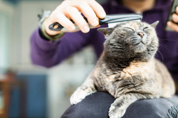 comment brosser les poils de votre chat